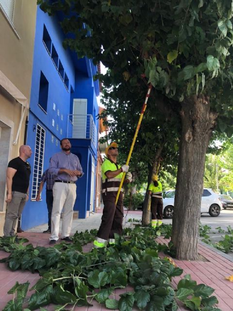 Más de 3.000 árboles son refaldeados para evitar molestias a los viandantes - 1, Foto 1