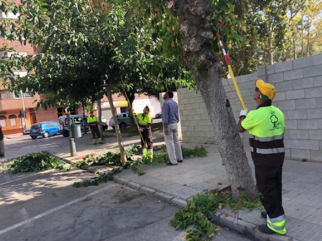 Más de 3.000 árboles son refaldeados para evitar molestias a los viandantes - 3, Foto 3