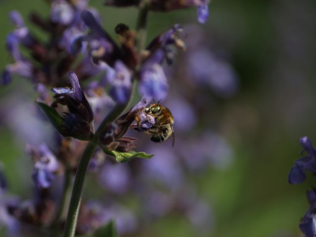 Un proyecto promueve la adaptación de los polinizadores al cambio climático - 2, Foto 2