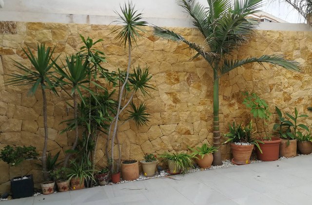 La lucha contra el mosquito tigre empieza en casa - 1, Foto 1