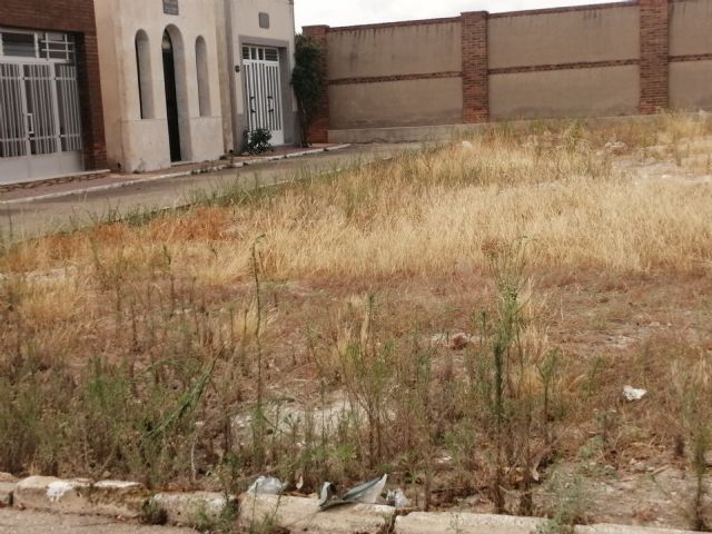 ¿Jungla o cementerio? - 4, Foto 4