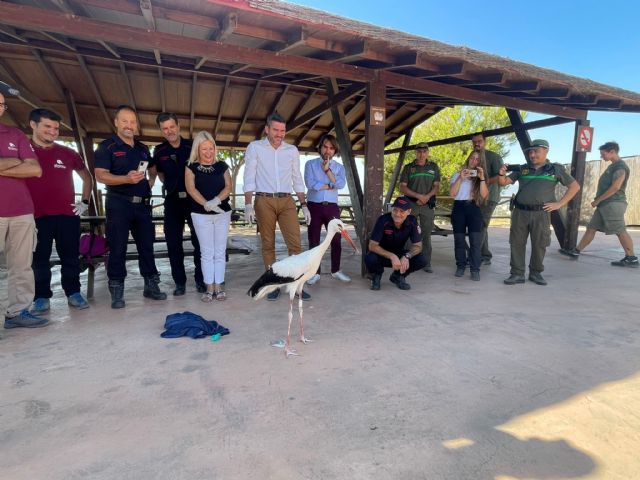 En libertad la cigüeña blanca rescatada por Bomberos Murcia el pasado mes de mayo en un nido de las proximidades de Terra Natura Murcia - 1, Foto 1