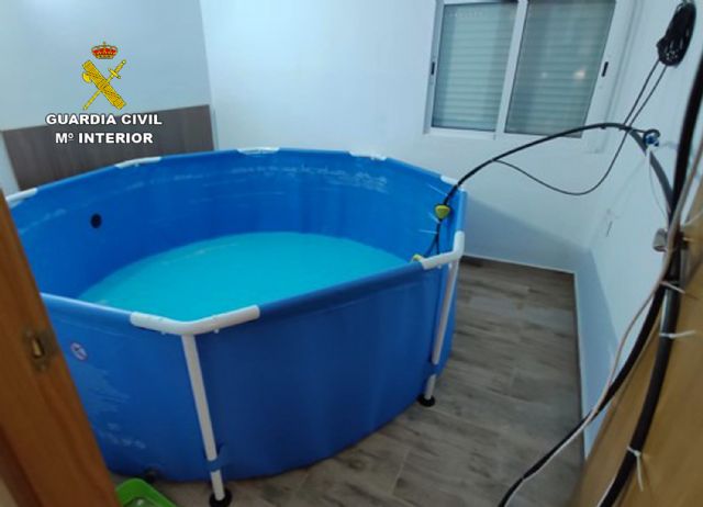 La Guardia Civil desmantela dos invernaderos clandestinos con cerca de un millar de plantas de marihuana en Moratalla y Cehegín - 2, Foto 2