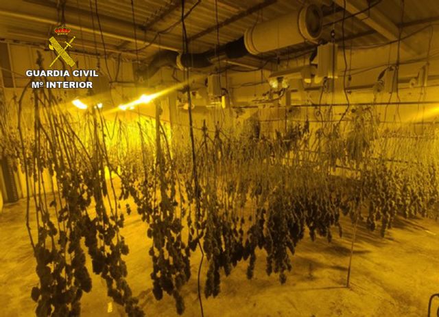 La Guardia Civil desmantela dos invernaderos clandestinos con cerca de un millar de plantas de marihuana en Moratalla y Cehegín - 5, Foto 5
