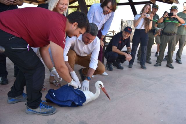 Terra Natura Murcia colabora en la liberación de una cigüeña blanca de 3 meses - 2, Foto 2