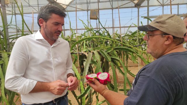 Introducen en Murcia cultivos de frutas de gran valor comercial como la pitaya o fruta del dragón - 1, Foto 1