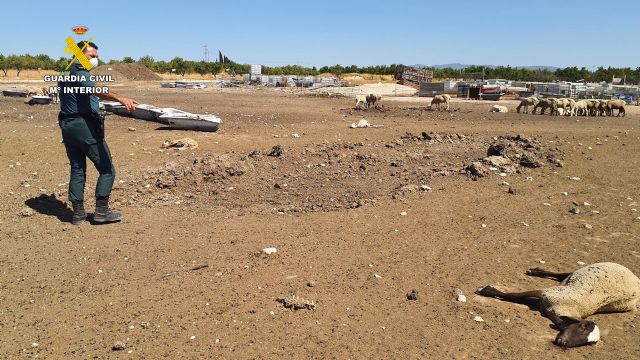 La Guardia Civil detiene a un granjero en Mula por un grave caso de abandono y maltrato animal - 1, Foto 1