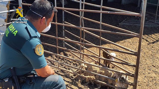 La Guardia Civil detiene a un granjero en Mula por un grave caso de abandono y maltrato animal - 2, Foto 2