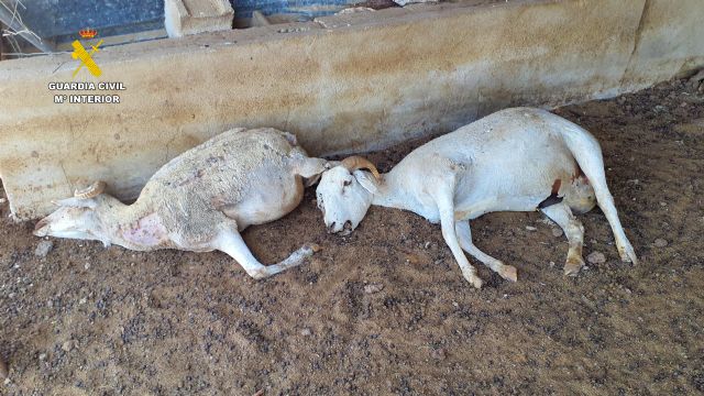 La Guardia Civil detiene a un granjero en Mula por un grave caso de abandono y maltrato animal - 3, Foto 3