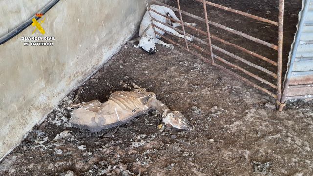 La Guardia Civil detiene a un granjero en Mula por un grave caso de abandono y maltrato animal - 5, Foto 5