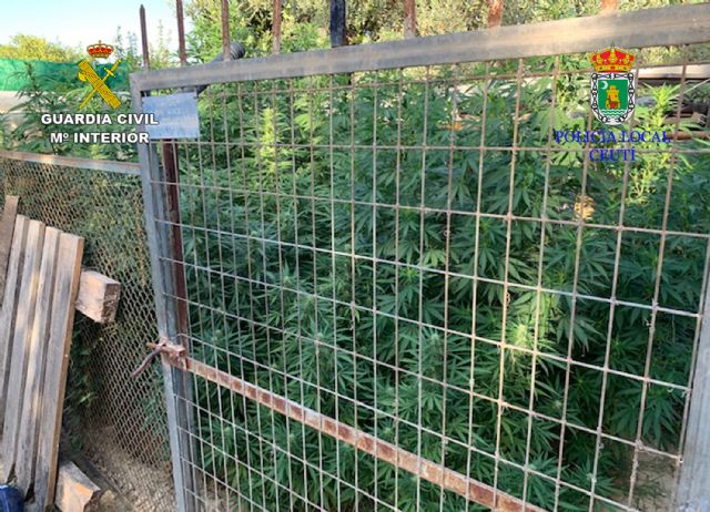 La Guardia Civil y la Policía Local de Ceutí desmantelan una plantación de marihuana - 3, Foto 3