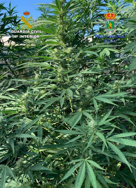 La Guardia Civil y la Policía Local de Ceutí desmantelan una plantación de marihuana - 5, Foto 5