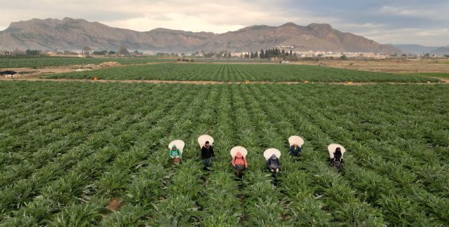 Cítricos, alcachofa, almendro y brócoli lideran la superficie de cultivo en la Vega Baja del Segura - 1, Foto 1
