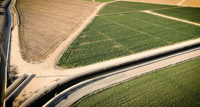 Cítricos, alcachofa, almendro y brócoli lideran la superficie de cultivo en la Vega Baja del Segura - 2, Foto 2