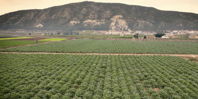 Cítricos, alcachofa, almendro y brócoli lideran la superficie de cultivo en la Vega Baja del Segura - 3, Foto 3