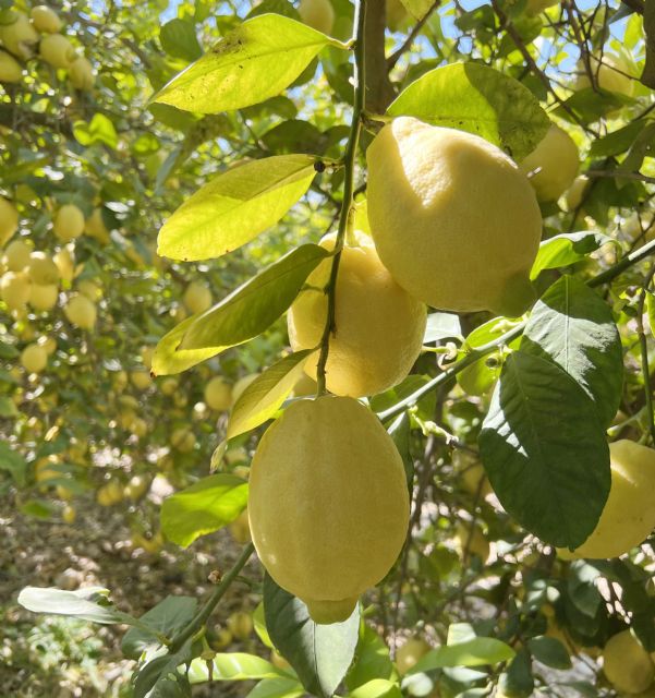 Cítricos, alcachofa, almendro y brócoli lideran la superficie de cultivo en la Vega Baja del Segura - 4, Foto 4