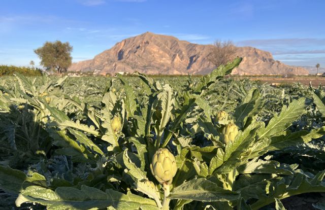 Cítricos, alcachofa, almendro y brócoli lideran la superficie de cultivo en la Vega Baja del Segura - 5, Foto 5