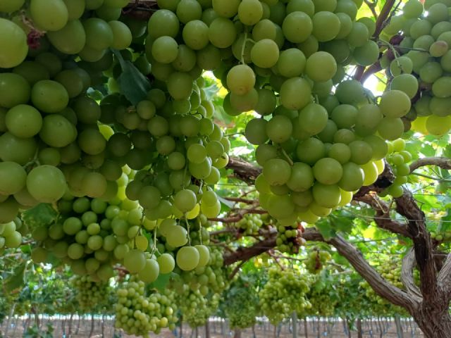 La Región de Murcia lidera la producción de uva de mesa sin semilla con el 90 por ciento del cultivo nacional La Región de Murcia lidera la producción de uva de mesa sin semilla con el 90 por ciento del cultivo nacional