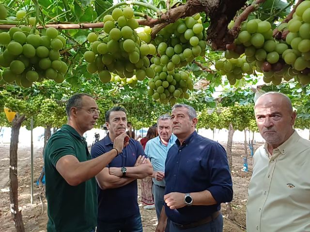 La Regi�n de Murcia lidera la producci�n de uva de mesa sin semilla con el 90 por ciento del cultivo nacional, Foto 2