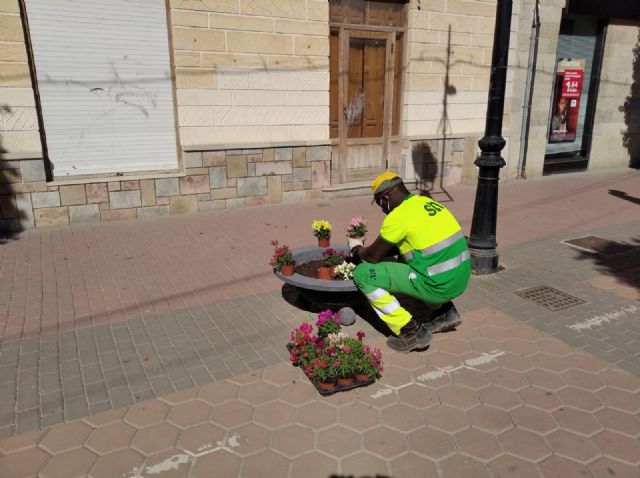 STV GESTIÓN repone este otoño más de 1.000 plantas de flor en calles y plazas del municipio de Torre Pacheco - 1, Foto 1