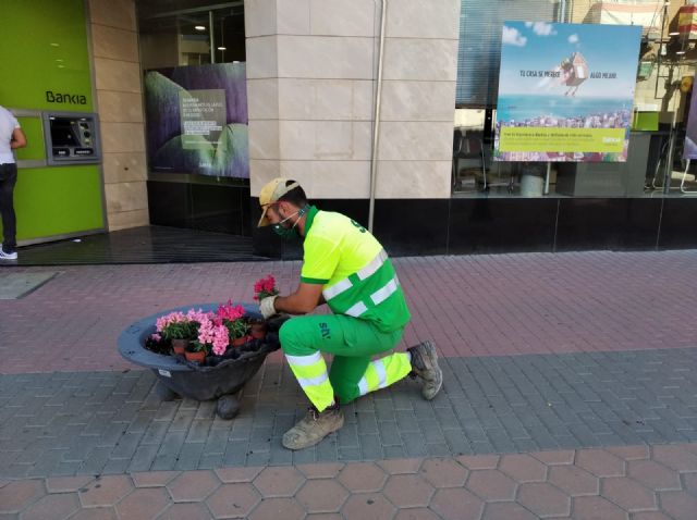 STV GESTIÓN repone este otoño más de 1.000 plantas de flor en calles y plazas del municipio de Torre Pacheco - 2, Foto 2