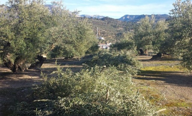 AGRICULTURA | Quemas agrícolas - 1, Foto 1