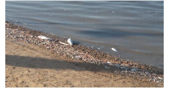 Aniversario mortalidad masiva de peces en el Mar Menor - 1, Foto 1