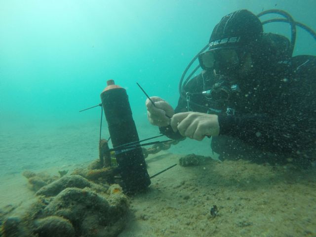 ANSE obtiene avances sobre el comportamiento de la anguila europea en el Mar Menor - 1, Foto 1