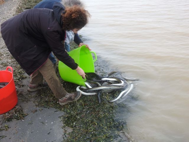 ANSE obtiene avances sobre el comportamiento de la anguila europea en el Mar Menor - 2, Foto 2