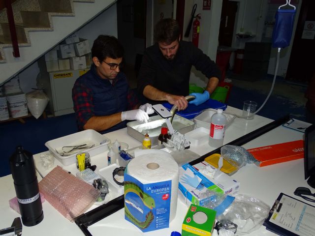 ANSE obtiene avances sobre el comportamiento de la anguila europea en el Mar Menor - 3, Foto 3