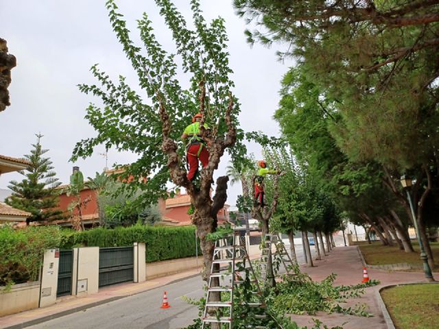 Comienza la poda de las más de 20.000 moreras que hay en el municipio de Murcia - 1, Foto 1