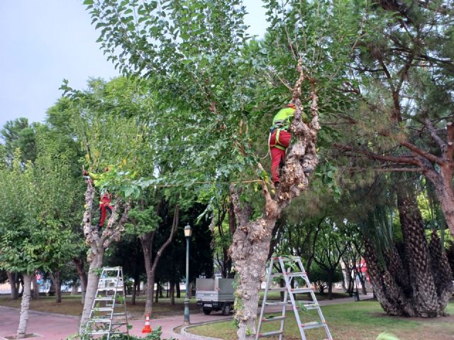 Comienza la poda de las más de 20.000 moreras que hay en el municipio de Murcia - 2, Foto 2