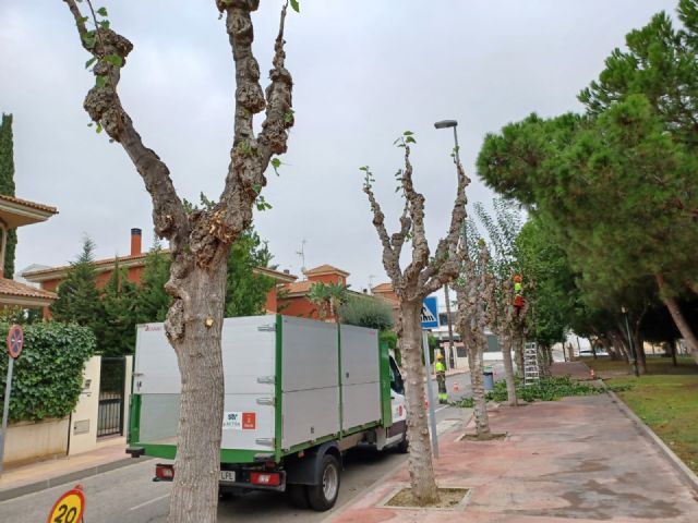 Comienza la poda de las más de 20.000 moreras que hay en el municipio de Murcia - 3, Foto 3