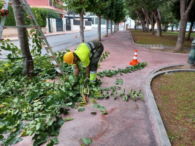 Comienza la poda de las más de 20.000 moreras que hay en el municipio de Murcia - 4, Foto 4