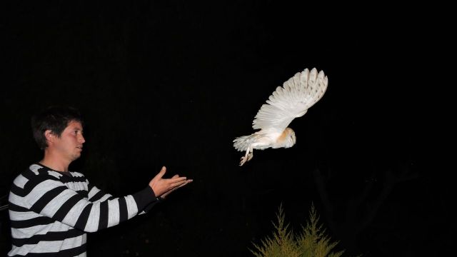 II Encuentro de Ornitología de la Región de Murcia - 4, Foto 4