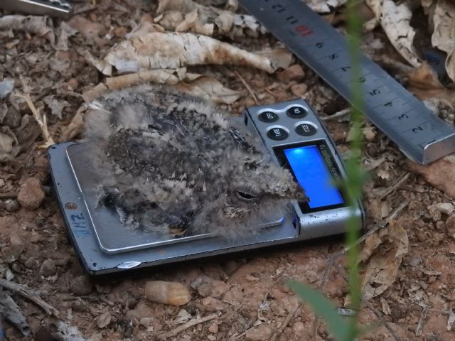 II Encuentro de Ornitología de la Región de Murcia - 5, Foto 5