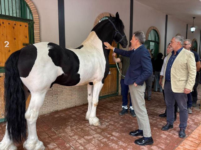 FERICAB 2026 reunirá en Lorca del 15 al 18 de octubre a más de cien caballos de Pura Raza Espa&ntilde;ola - 5, Foto 5