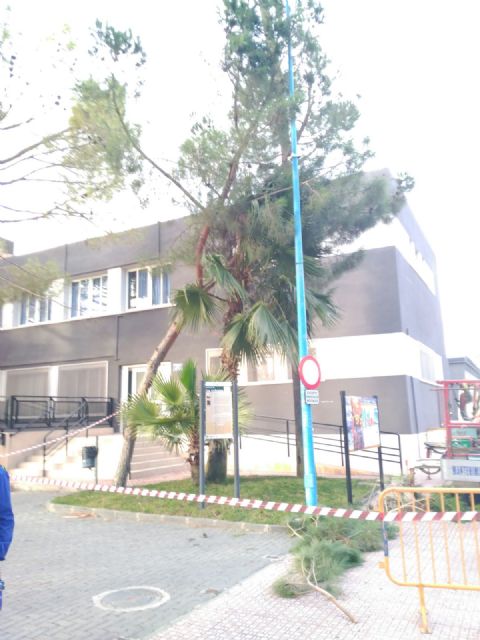 El viento provoca cadas de rboles y ramas sin consecuencias, Foto 1