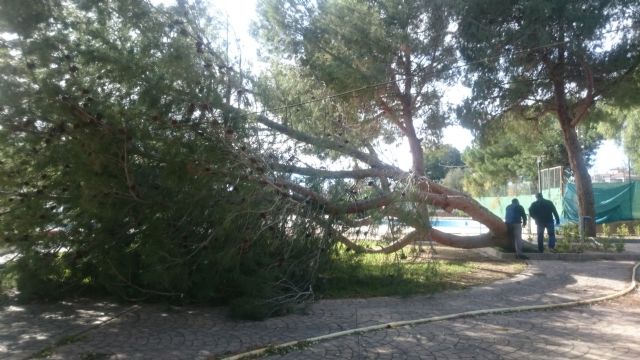 El viento provoca cadas de rboles y ramas sin consecuencias, Foto 2