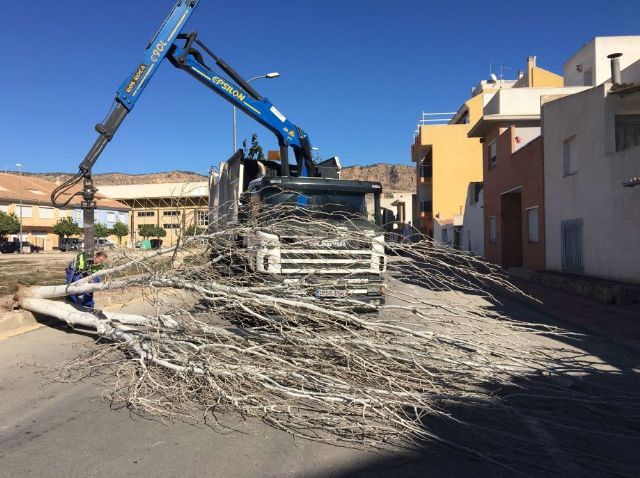 El viento provoca cadas de rboles y ramas sin consecuencias, Foto 3