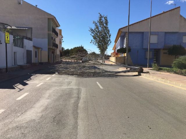 El viento provoca cadas de rboles y ramas sin consecuencias, Foto 4