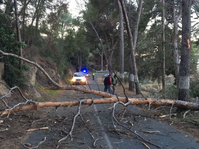 El viento provoca cadas de rboles y ramas sin consecuencias, Foto 5