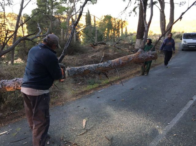 El viento provoca cadas de rboles y ramas sin consecuencias, Foto 6
