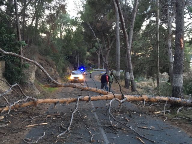 El viento provoca cadas de rboles y ramas sin consecuencias, Foto 7