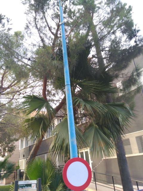 El viento provoca cadas de rboles y ramas sin consecuencias, Foto 8