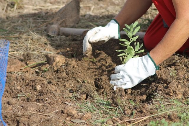Voluntarios plantan un pequeño jardín para polinizadores que rinda homenaje a los antepasados en La Magdalena, Cartagena - 1, Foto 1