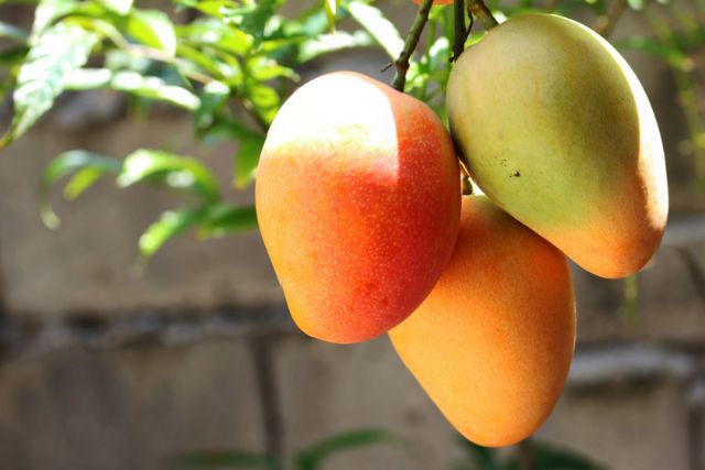 ¿Hacia dónde camina el consumo de mangos en Estados Unidos? - 1, Foto 1