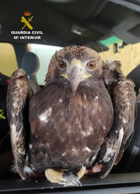 La Guardia Civil recupera en Alhama de Murcia un águila real herida - 1, Foto 1
