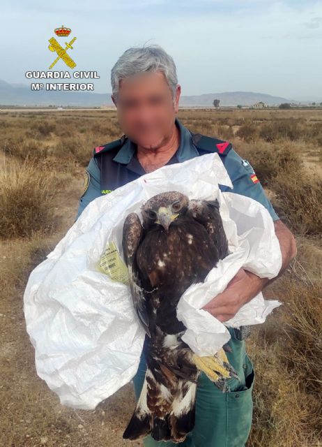 La Guardia Civil recupera en Alhama de Murcia un guila real herida, Foto 2