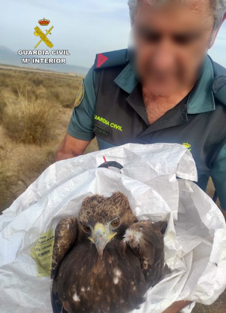 La Guardia Civil recupera en Alhama de Murcia un guila real herida, Foto 3